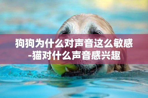 狗狗為什么對聲音這么敏感-貓對什么聲音感興趣