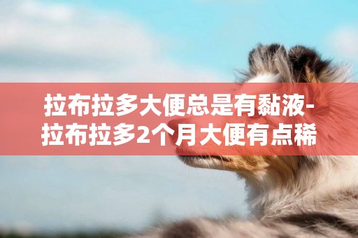 拉布拉多大便總是有黏液-拉布拉多2個月大便有點稀