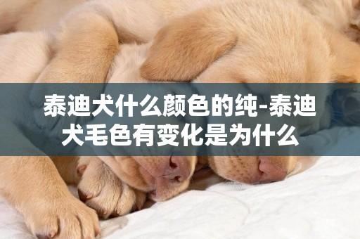 泰迪犬什么顏色的純-泰迪犬毛色有變化是為什么