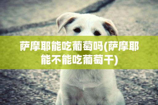 薩摩耶能吃葡萄嗎(薩摩耶能不能吃葡萄干)