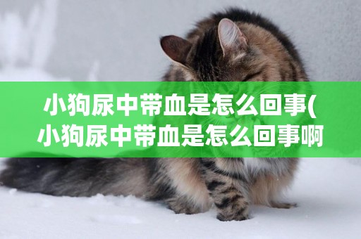 小狗尿中帶血是怎么回事(小狗尿中帶血是怎么回事啊)