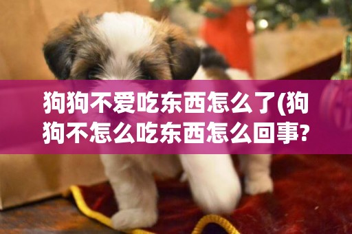 狗狗不愛吃東西怎么了(狗狗不怎么吃東西怎么回事?)