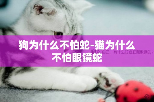 狗為什么不怕蛇-貓為什么不怕眼鏡蛇