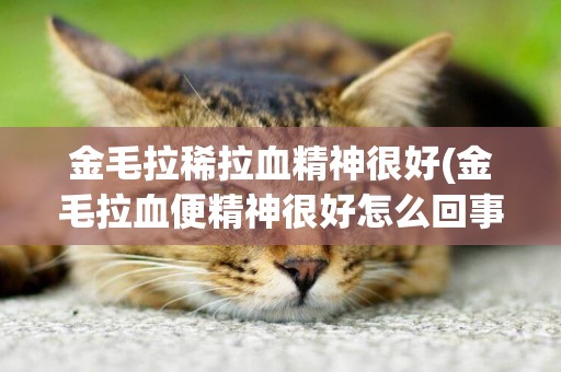 金毛拉稀拉血精神很好(金毛拉血便精神很好怎么回事)
