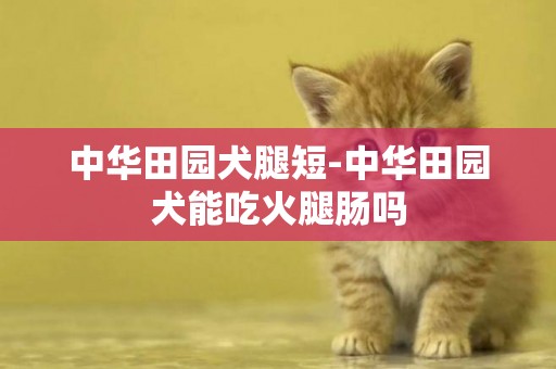 中華田園犬腿短-中華田園犬能吃火腿腸嗎
