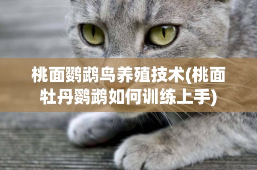 桃面鸚鵡鳥養殖技術(桃面牡丹鸚鵡如何訓練上手)
