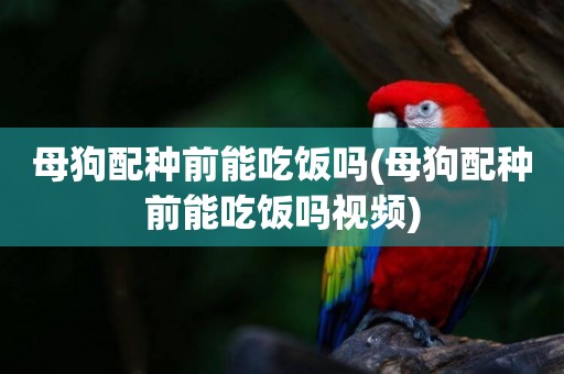 母狗配種前能吃飯嗎(母狗配種前能吃飯嗎視頻)