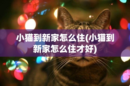 小貓到新家怎么住(小貓到新家怎么住才好)
