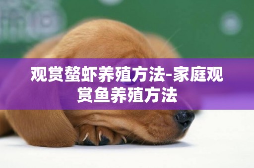 觀賞螯蝦養殖方法-家庭觀賞魚養殖方法