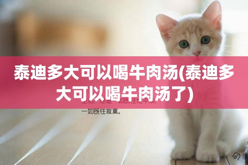 泰迪多大可以喝牛肉湯(泰迪多大可以喝牛肉湯了)