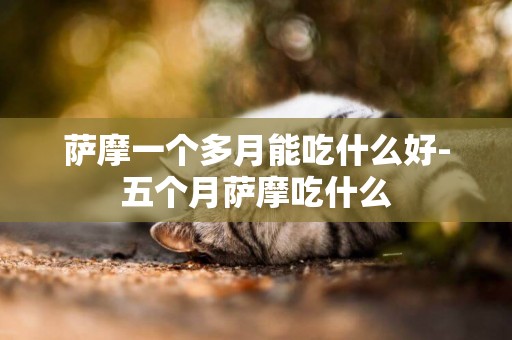 薩摩一個多月能吃什么好-五個月薩摩吃什么