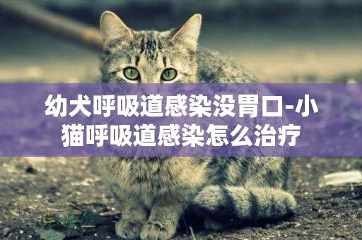 幼犬呼吸道感染沒胃口-小貓呼吸道感染怎么治療
