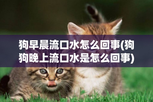 狗早晨流口水怎么回事(狗狗晚上流口水是怎么回事)