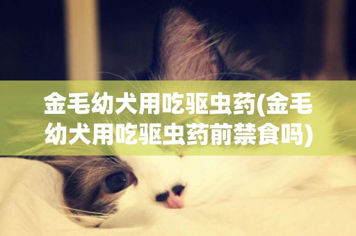 金毛幼犬用吃驅蟲藥(金毛幼犬用吃驅蟲藥前禁食嗎)