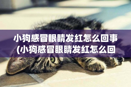 小狗感冒眼睛發紅怎么回事(小狗感冒眼睛發紅怎么回事吃什么藥)