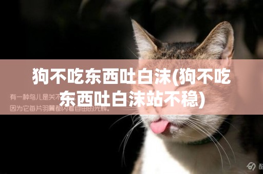狗不吃東西吐白沫(狗不吃東西吐白沫站不穩)