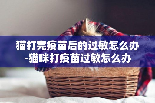 貓打完疫苗后的過敏怎么辦-貓咪打疫苗過敏怎么辦