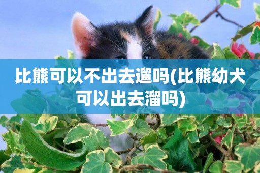 比熊可以不出去遛嗎(比熊幼犬可以出去溜嗎)