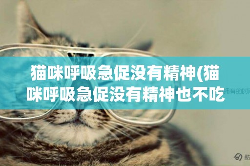 貓咪呼吸急促沒有精神(貓咪呼吸急促沒有精神也不吃東西)