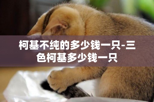 柯基不純的多少錢一只-三色柯基多少錢一只