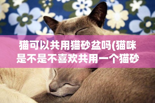 貓可以共用貓砂盆嗎(貓咪是不是不喜歡共用一個貓砂盆)