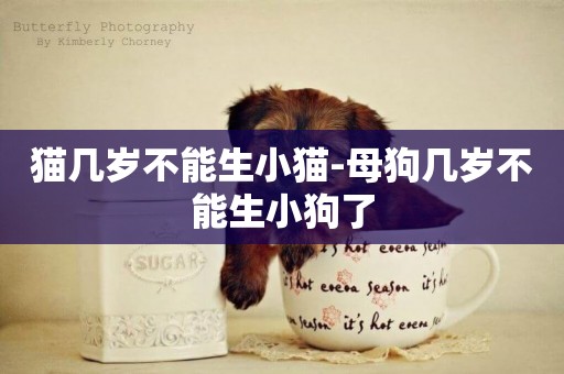 貓幾歲不能生小貓-母狗幾歲不能生小狗了