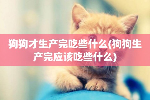 狗狗才生產完吃些什么(狗狗生產完應該吃些什么)