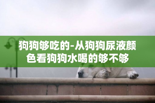 狗狗夠吃的-從狗狗尿液顏色看狗狗水喝的夠不夠