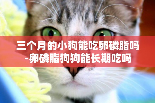三個月的小狗能吃卵磷脂嗎-卵磷脂狗狗能長期吃嗎