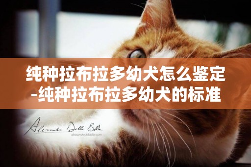 純種拉布拉多幼犬怎么鑒定-純種拉布拉多幼犬的標準