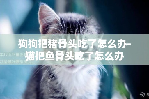 狗狗把豬骨頭吃了怎么辦-貓把魚骨頭吃了怎么辦