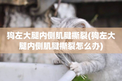 狗左大腿內側肌腱撕裂(狗左大腿內側肌腱撕裂怎么辦)