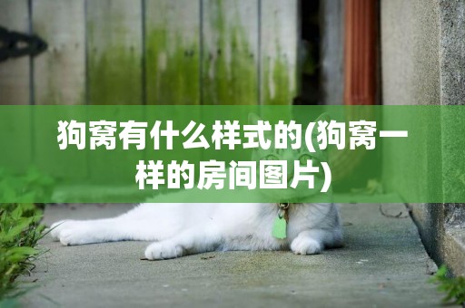 狗窩有什么樣式的(狗窩一樣的房間圖片)