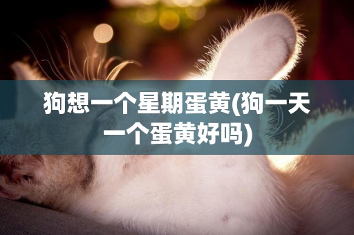 狗想一個星期蛋黃(狗一天一個蛋黃好嗎)