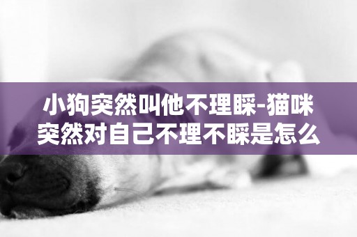 小狗突然叫他不理睬-貓咪突然對自己不理不睬是怎么回事