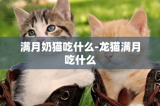 滿月奶貓吃什么-龍貓滿月吃什么