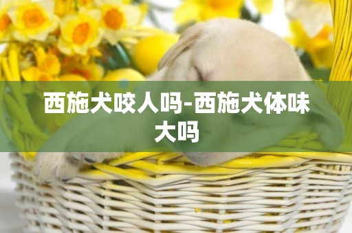 西施犬咬人嗎-西施犬體味大嗎