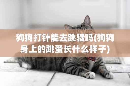 狗狗打針能去跳騷嗎(狗狗身上的跳蚤長什么樣子)