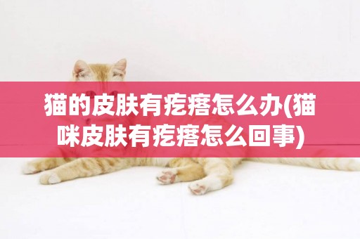 貓的皮膚有疙瘩怎么辦(貓咪皮膚有疙瘩怎么回事)