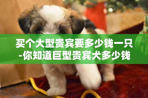 買個大型貴賓要多少錢一只-你知道巨型貴賓犬多少錢一只嗎