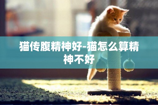 貓傳腹精神好-貓怎么算精神不好
