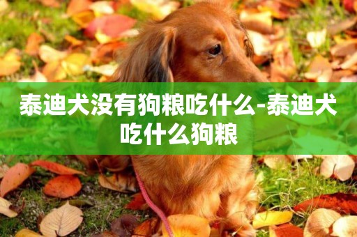 泰迪犬沒有狗糧吃什么-泰迪犬吃什么狗糧