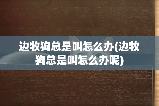 邊牧狗總是叫怎么辦(邊牧狗總是叫怎么辦呢)
