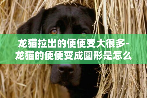 龍貓拉出的便便變大很多-龍貓的便便變成圓形是怎么回事