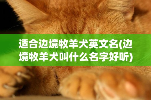 適合邊境牧羊犬英文名(邊境牧羊犬叫什么名字好聽)