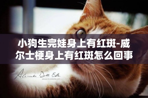 小狗生完娃身上有紅斑-威爾士梗身上有紅斑怎么回事