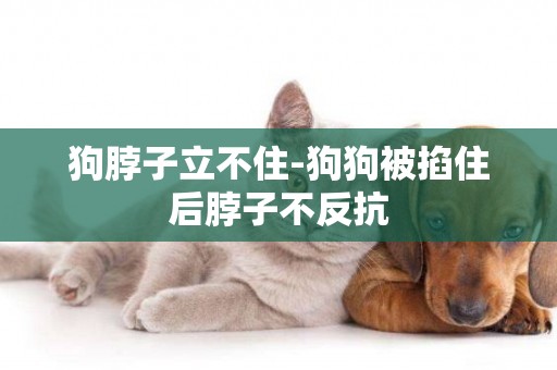 狗脖子立不住-狗狗被掐住后脖子不反抗
