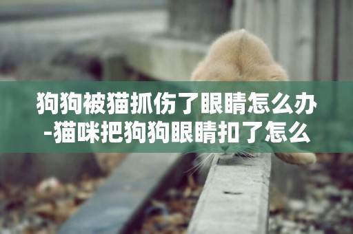 狗狗被貓抓傷了眼睛怎么辦-貓咪把狗狗眼睛扣了怎么辦