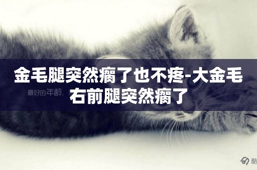金毛腿突然瘸了也不疼-大金毛右前腿突然瘸了