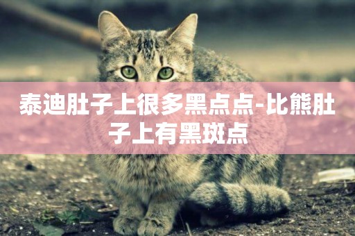 泰迪肚子上很多黑點點-比熊肚子上有黑斑點